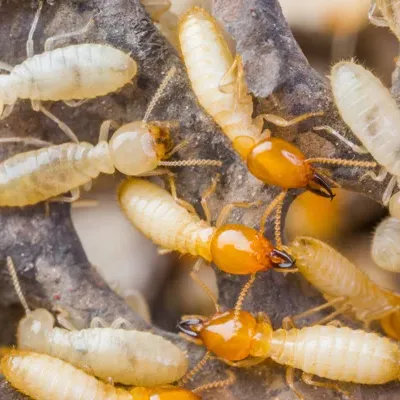 termites on wood