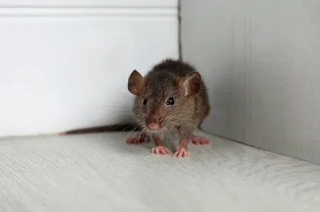 mouse