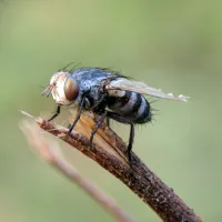 A closeup image of a housefly sitting on a twig