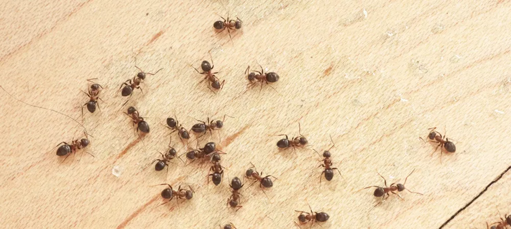 How To Get Rid Of Ants Tiny Ants In Florida Sugar Ants In Florida   Ants In Kitchen.webp