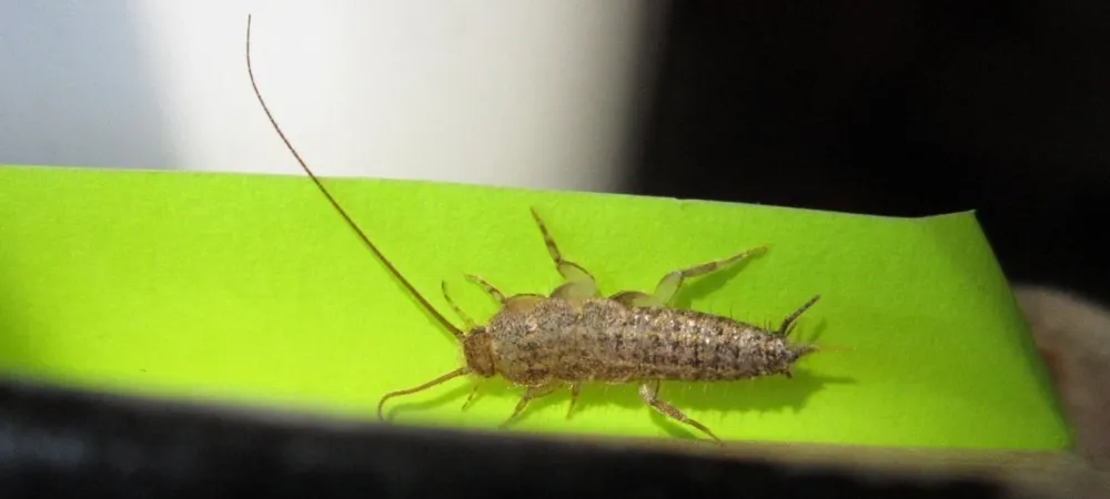 Carpet Beetles St Augustine FL