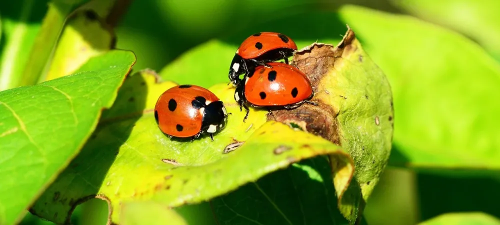 A closeup image of three ladybugs on a leaf