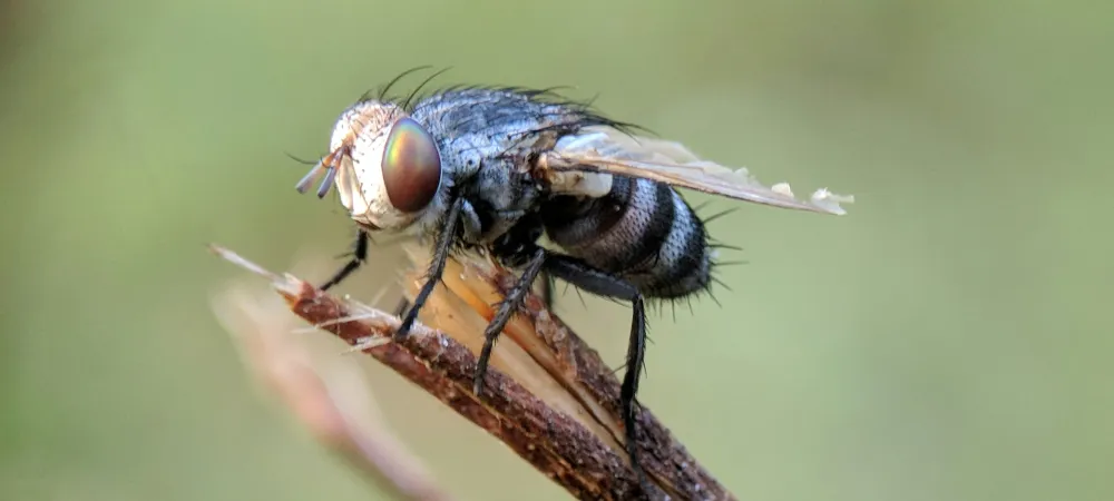 A closeup image of a housefly sitting on a twig