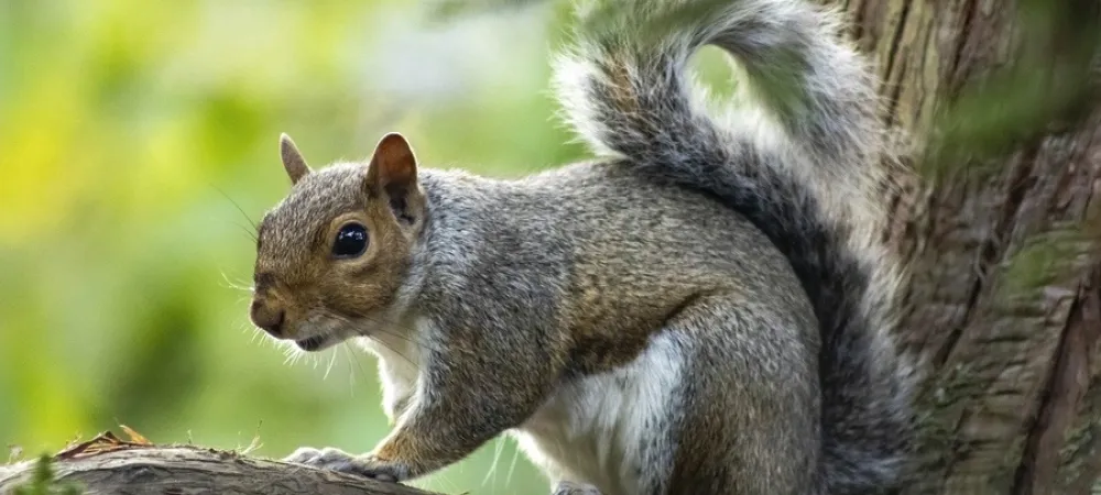 squirrel in a tree