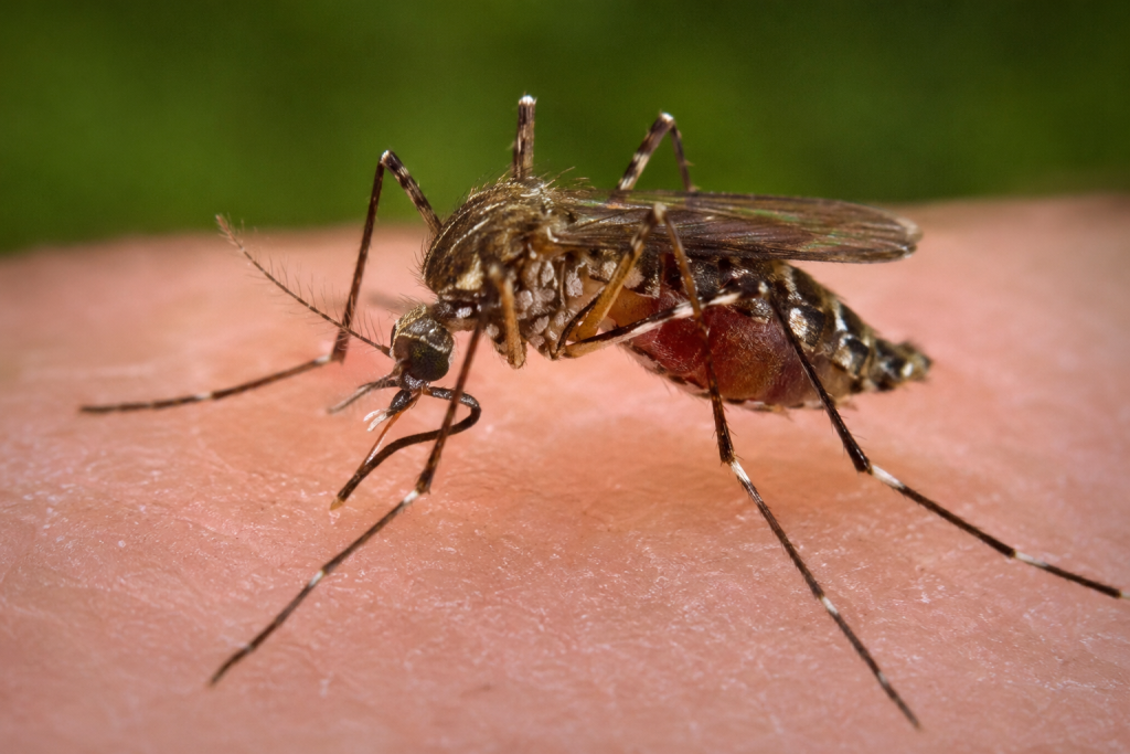 mosquito Pest Control