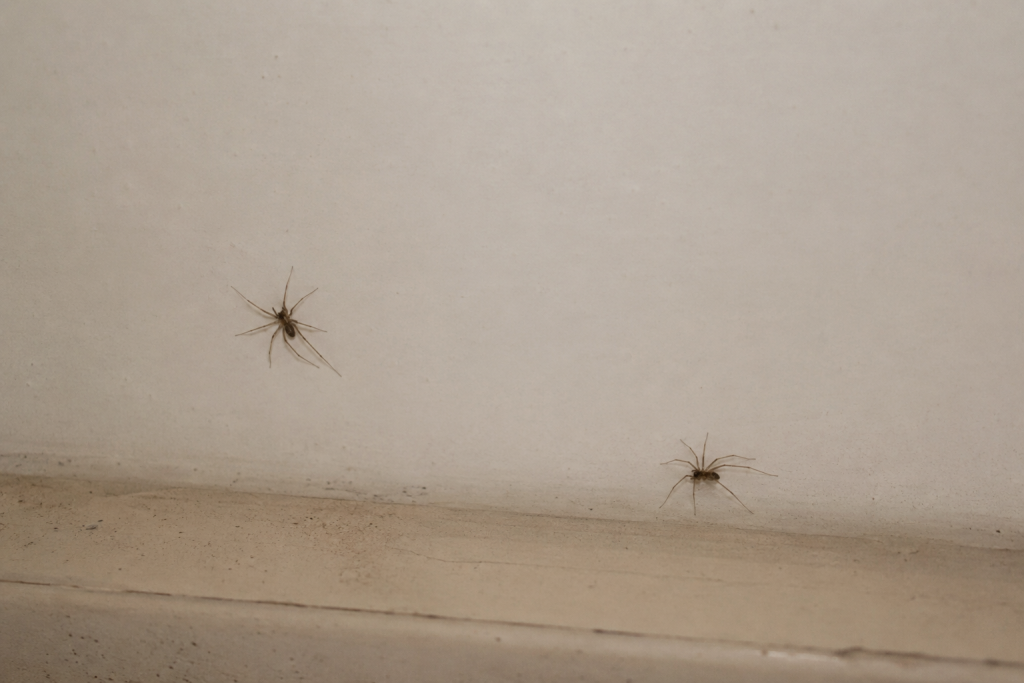 How to deal with Spiders