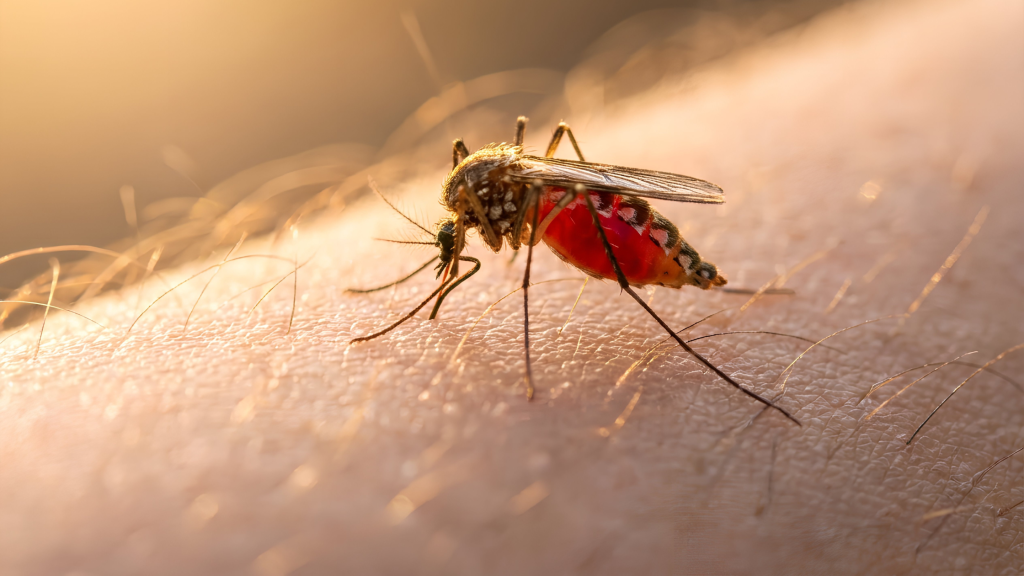 mosquito control Jacksonville