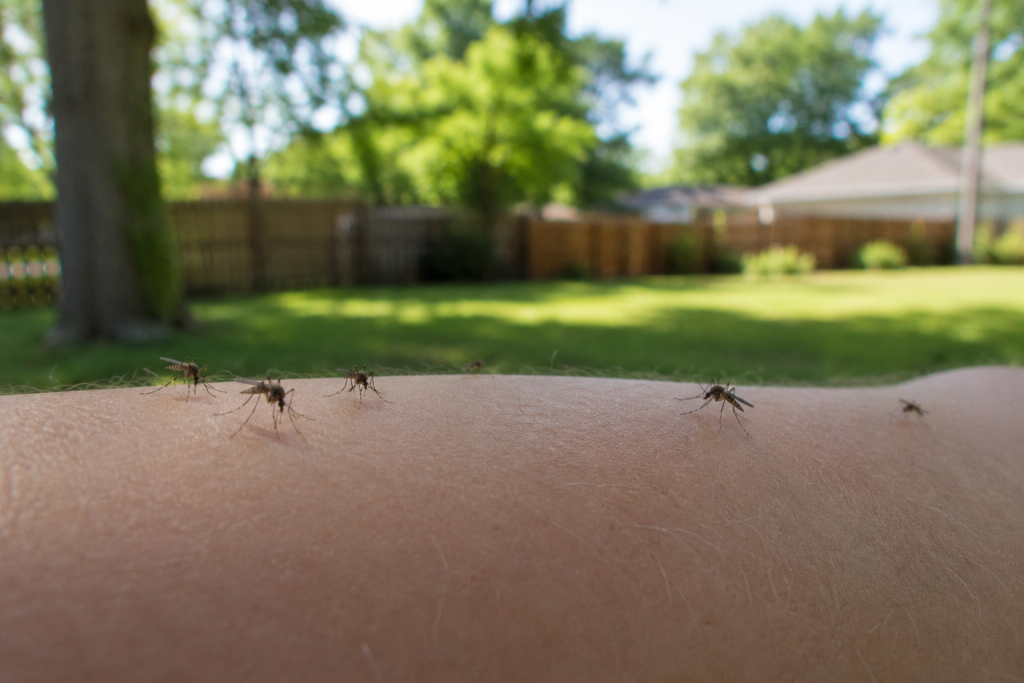 mosquito control in Tallahassee