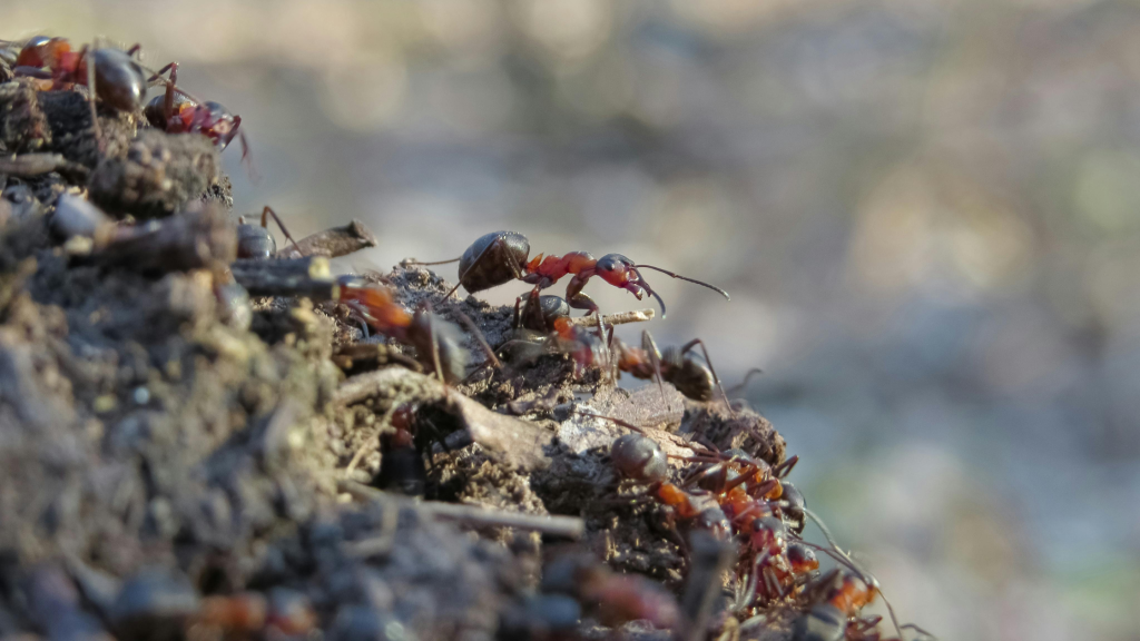 termites vs flying ants