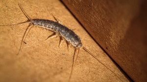 get rid of silverfish