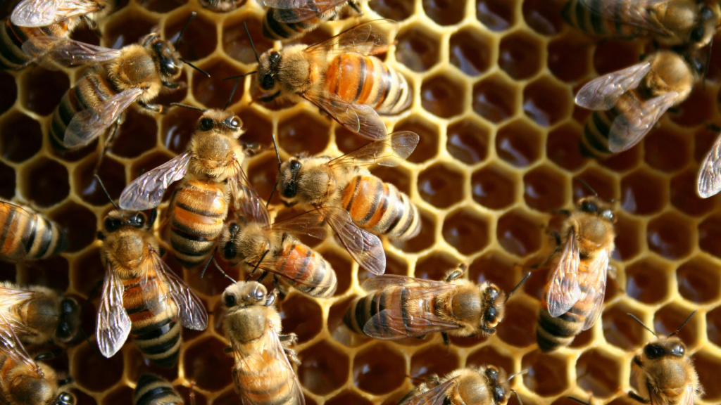 honey bees vs wasps