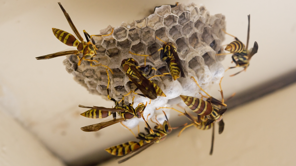 wasp nest dangerous when to call pro