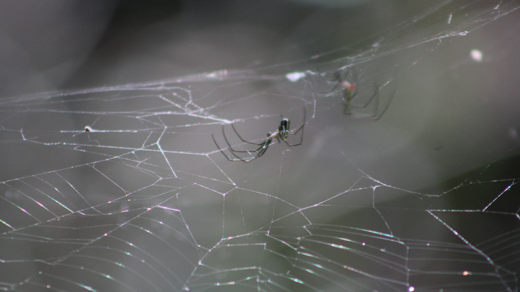 dangerous spiders in Florida