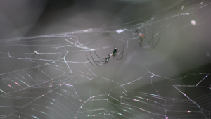 dangerous spiders in Florida