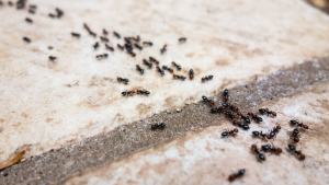 get rid of ants Florida home