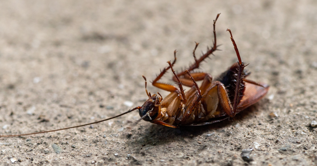common household pests in Tallahassee