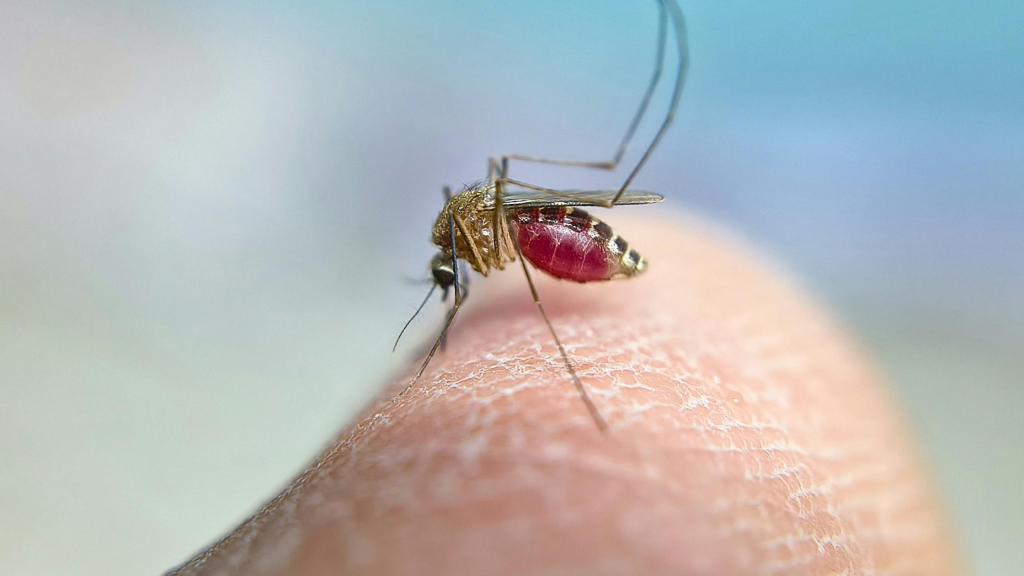 mosquito control in Tallahassee