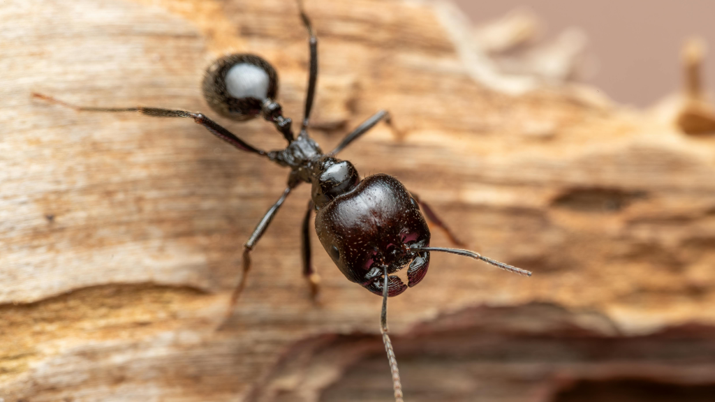 carpenter ants vs termites