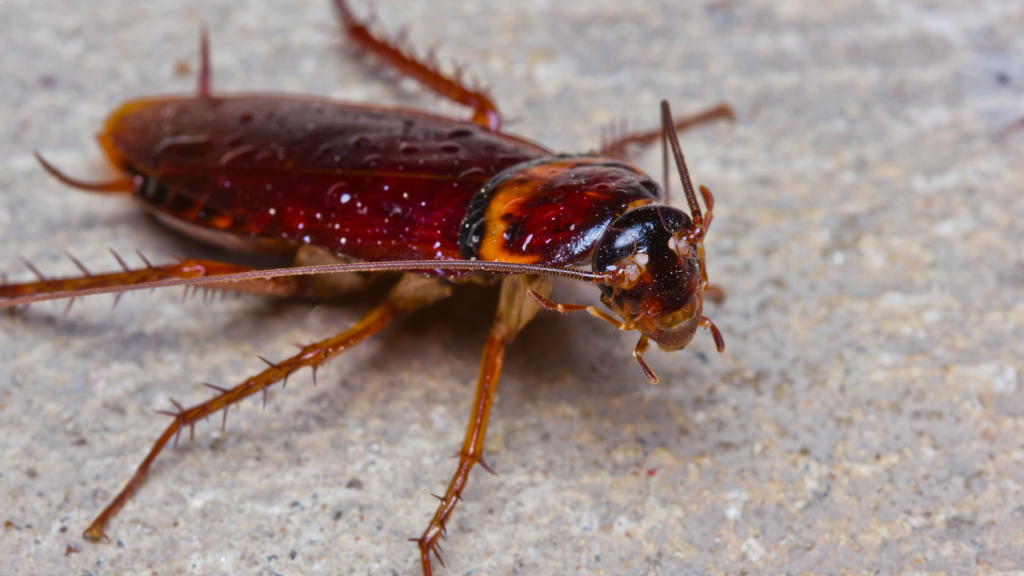 german cockroaches vs palmetto bugs