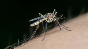 north florida pest control calendar