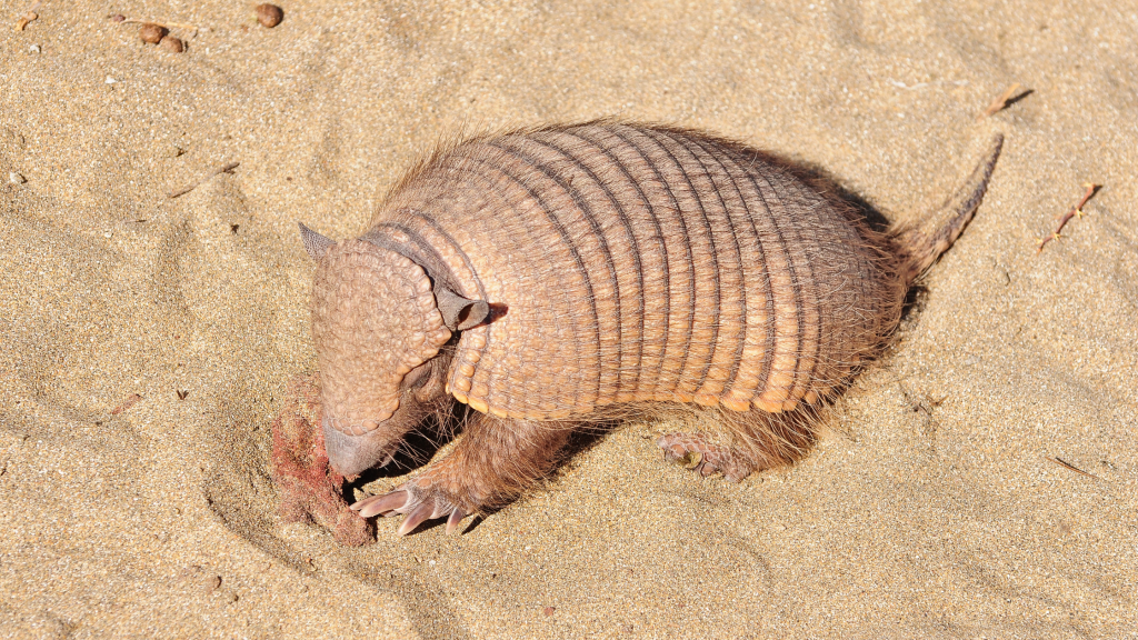 stop armadillos digging up lawn