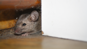 rats vs mice