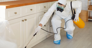 how to get rid of ants in Jacksonville home