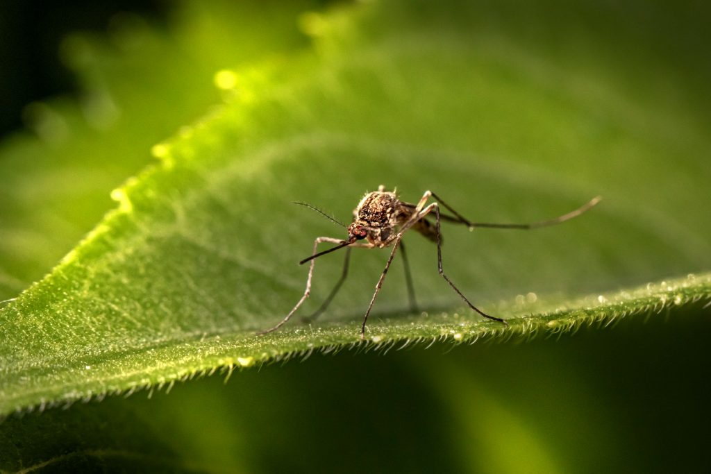 mosquito