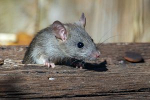 Rodent Control