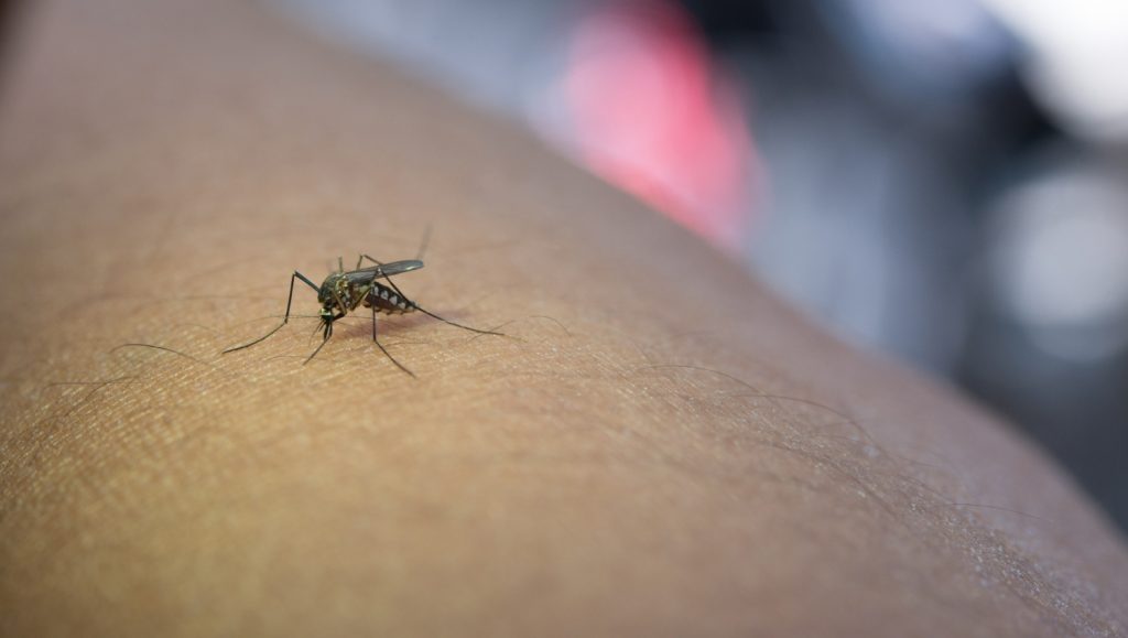 mosquito