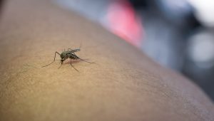 mosquito