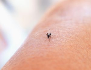 mosquito control