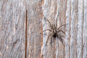 spider