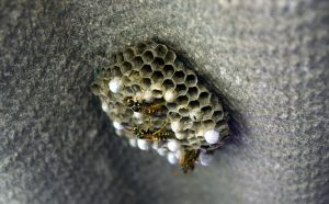 wasp nest
