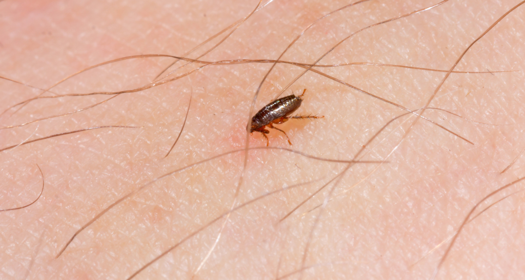 get rid of fleas and ticks Florida
