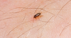 get rid of fleas and ticks Florida
