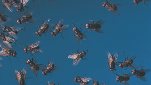 get rid of drain flies and fruit flies