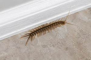 centipedes and millipedes in house