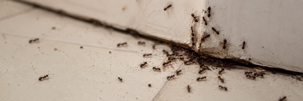 Get Rid of Ants
