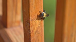 carpenter bees damaging home