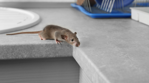 get rid of mice North Florida
