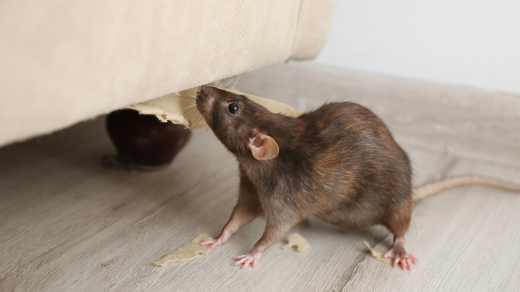 rodent control Jacksonville
