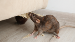 rodent control Jacksonville