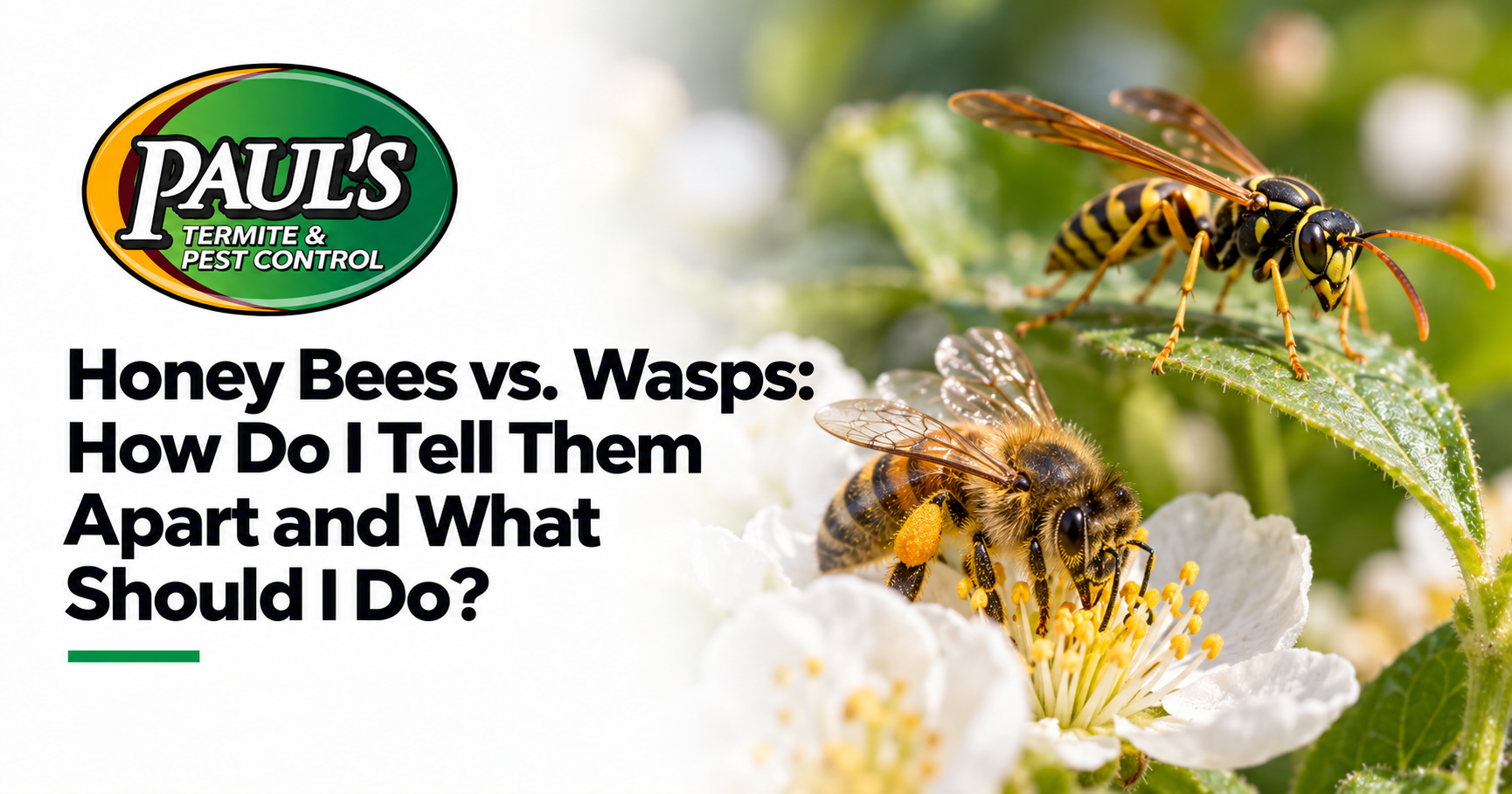 Paul's Termite & Pest Control guide: Honey Bees vs. Wasps: How Do I Tell Them Apart and What Should I Do?