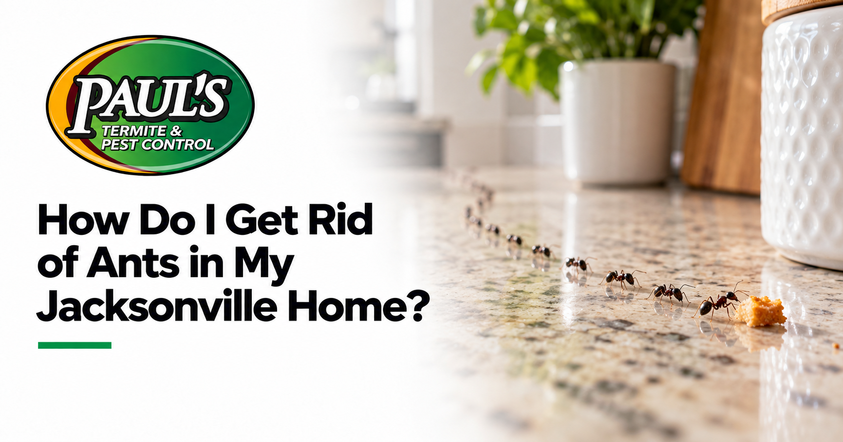 Paul's Termite & Pest Control guide: How Do I Get Rid of Ants in My Jacksonville Home?