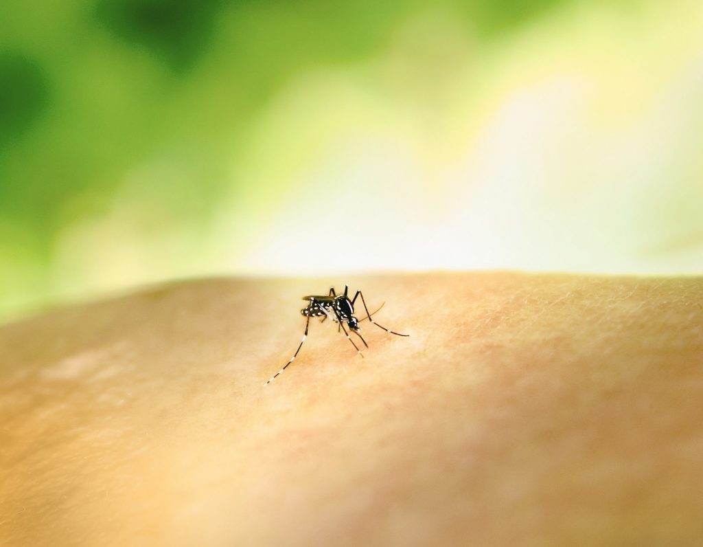 Mosquito Control