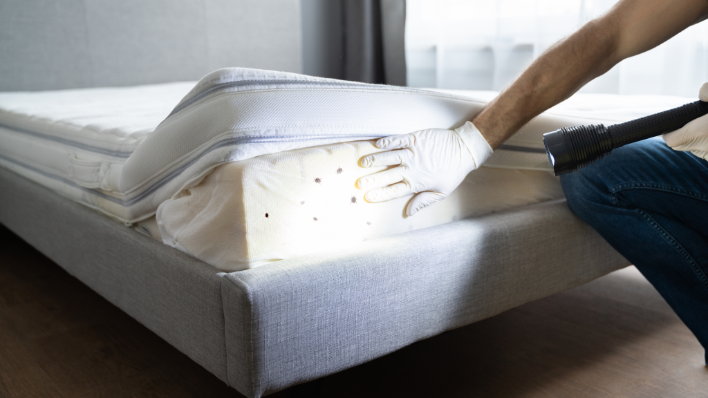 bed bug removal jacksonville