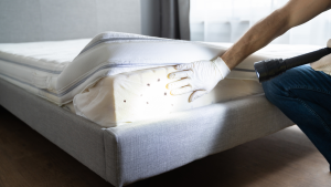 bed bug removal jacksonville