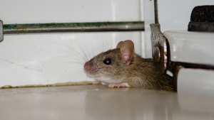 rat removal jacksonville