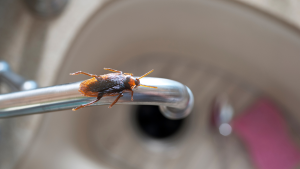 common pests jacksonville